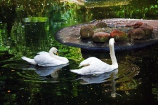 Two White Swans Swimming On A Pond