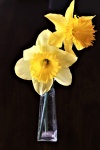 Two Yellow Daffodils In Vase