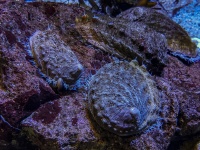 Undersea Image Abalone