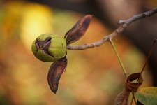 Unopened Pecan Nut In The Husk