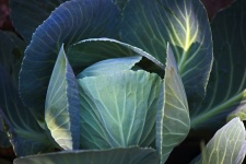 Veins On A Growing Cabbage