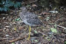 View Of A Spotted Thick Knee Bird