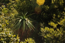 View Of Aloe Between Vegetation
