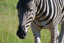 View Of Burchell's Zebra