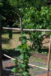 View Of Climbing Bean Vine