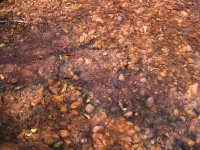 View Of Conglomerate Surface