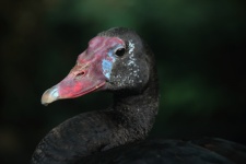 View Of Face Of Spurwinged Goose