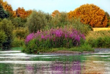 Aquatic Plants Lake Nature Landscape
