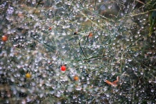 Water Drops On Asparagus Virgatus