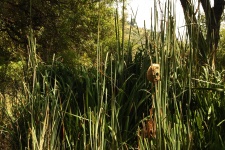 Weaver Nest Between Reeds