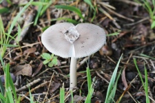 White Amanita Mushroom With Volva