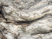 White And Textured Bark Background