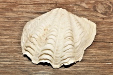 White Ark Seashell On Wood