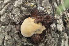 White Fungi Growing On Tree