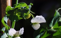 White Green Pea Flower And Leaves