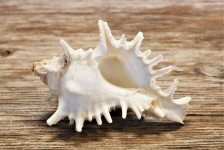 White Lace Murex Seashell On Wood