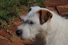 White Parsons Jack Russell In Sun