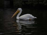 White Pelican Black Water