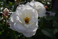 White Rose Yellow Bee