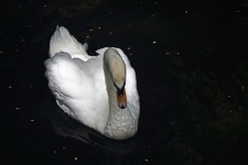 White Swan On A Dark Pond