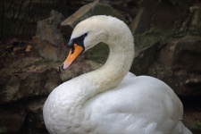 White Swan With Curved Neck