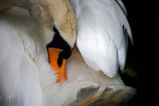 White Swan With Orange Beak