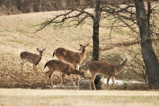 White-tail Deer At Pond In Winter