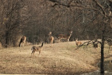 White-tail Deer On Pond Dam