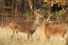 White-tail Doe And Fawn Close-up