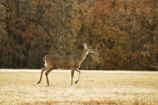 White-tail Doe In Fall 3