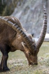 Wild Alpine Ibex