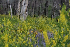 Wild Flowers In The Forest