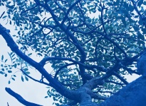 Wild Seringa Branches Against Sky