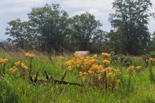 Wild Yellow Flowers And Branch