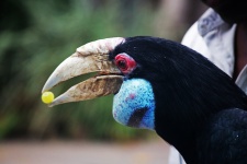 Wreathed Hornbill With Grape