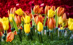 Yellow And Orange Tulips