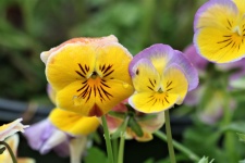 Yellow And Purple Pansies Close-up