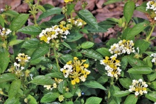 Yellow And White Lantana Flowers