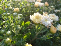 Yellow Chrysanthemums And Buds