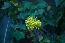 Yellow Flowers On A Canary Creeper
