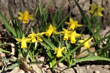 Yellow Mini Daffodils Close-up