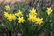Yellow Mini Daffodils