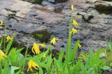 Yellow Mountain Flowers