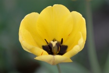 Yellow Tulip Close-up