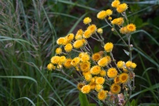 Yellow Wild Flowers & Green Grass