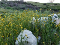 Yellow Wildflowers Boulders