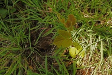 Young Grape Vine Emerging