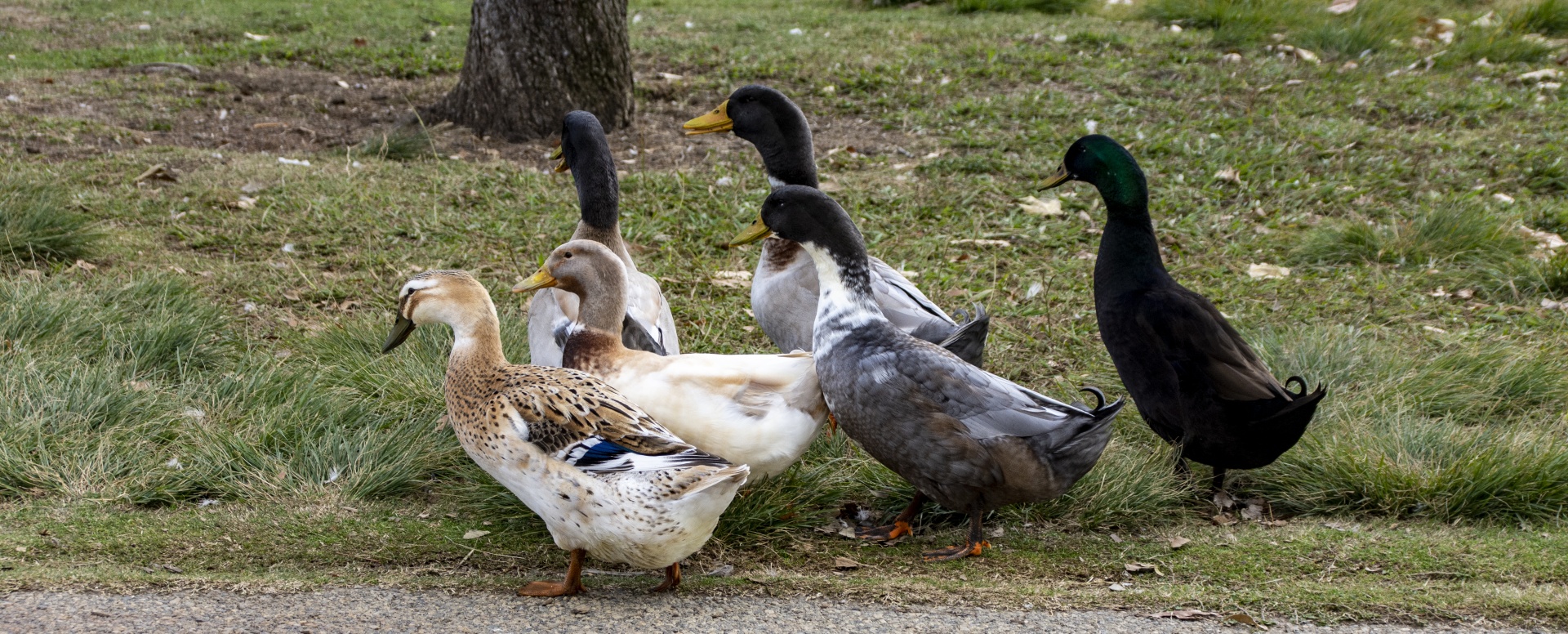 a team of different colored ducks walking