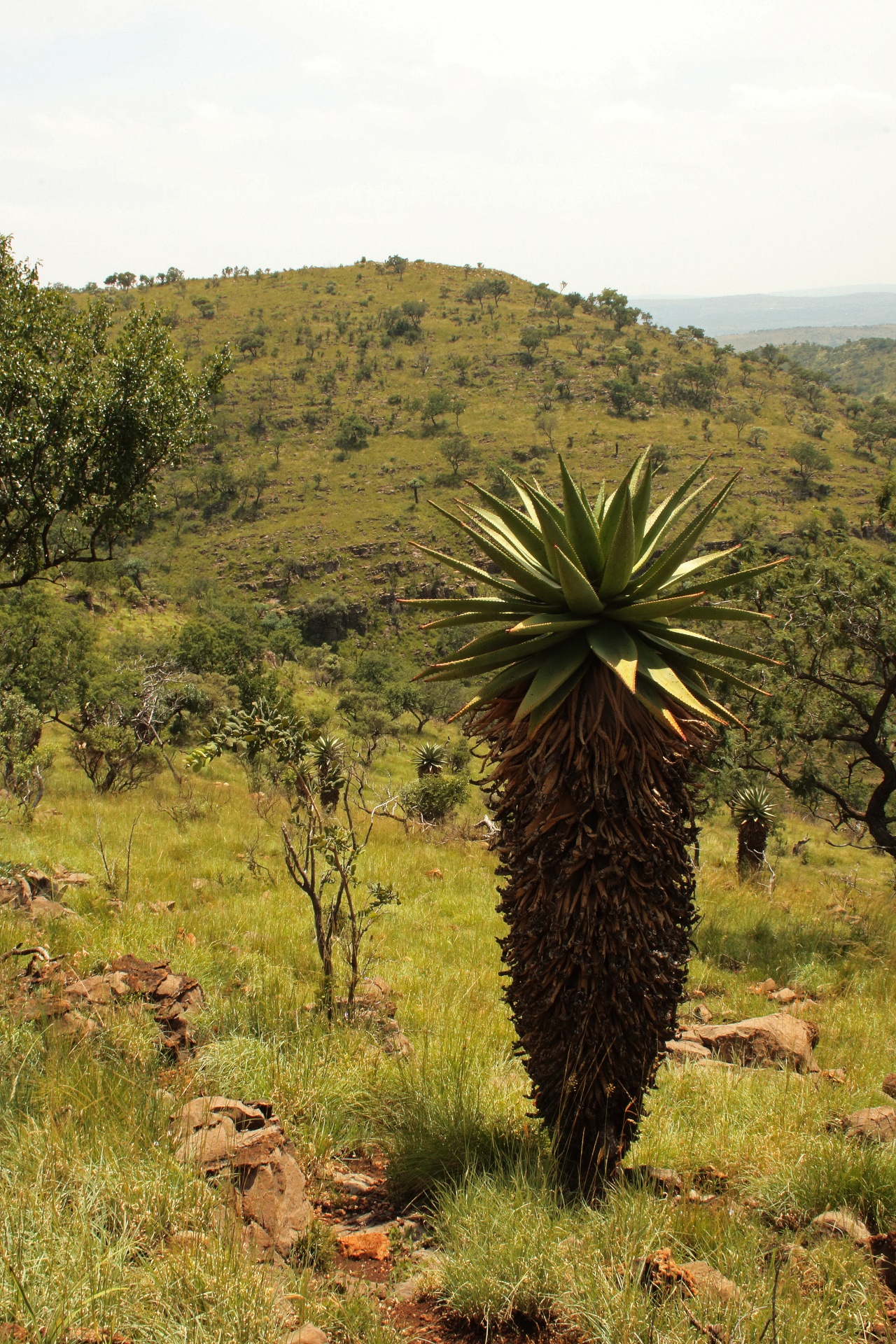 Aloe On A Hill