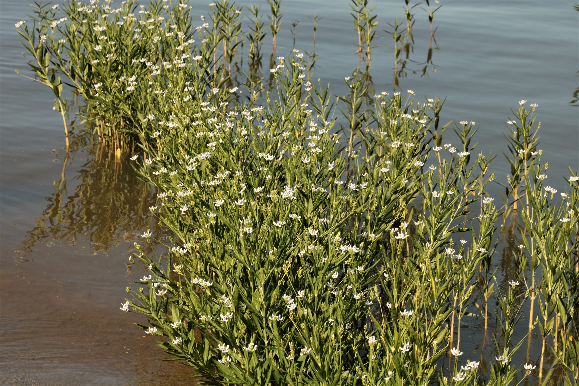 A line of American water willow plants growing in the shallow water of a blue lake.